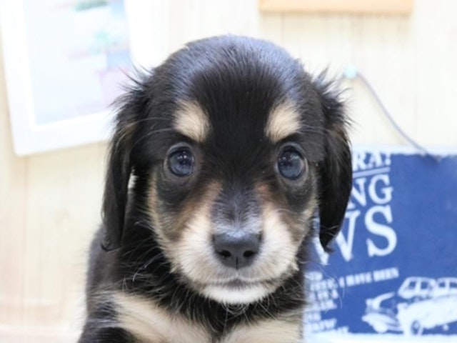 静岡県のハーフ犬 (ペッツワン伊東店/2023年8月14日生まれ/男の子/ブラックタン)の子犬